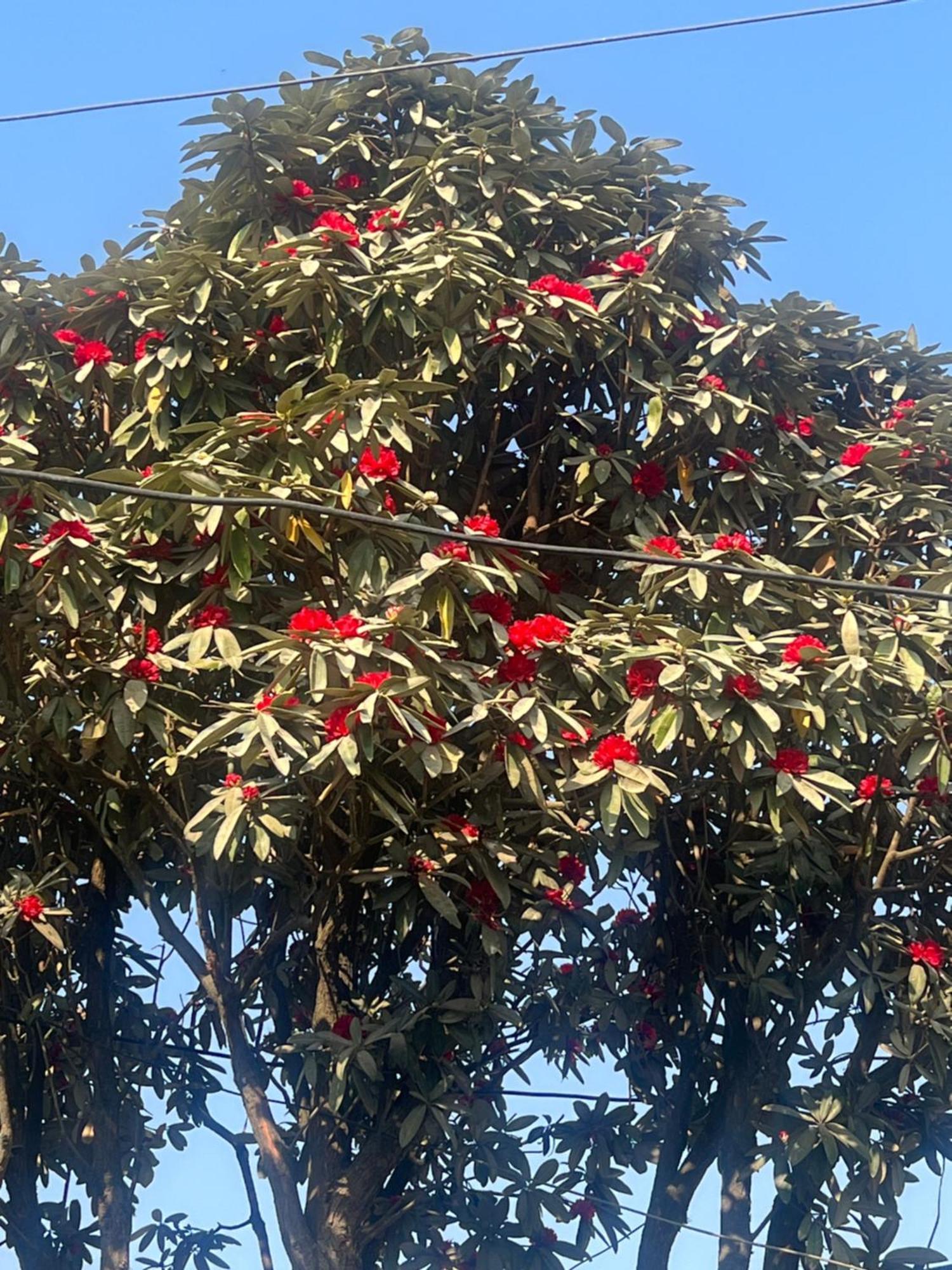 Nagarkot Resort Pvt. Ltd Buitenkant foto